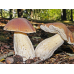 Мицелий Белого гриба елового / Боровик (Boletus edulis)
